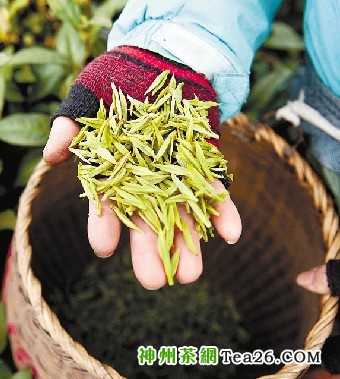 　　天气转暖，省茶叶研究所的西湖龙井茶基地内，茶农开始少量采摘今年头茬西湖龙井新茶。李震宇摄