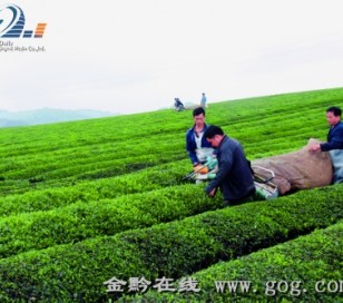 图为湄潭永兴万亩茶海机械化采茶现场。