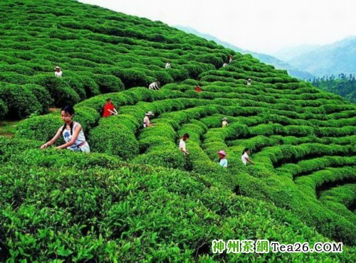 韩国茶原料进口额激增 中国成主要供给国