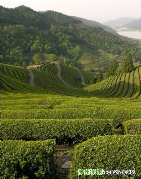 200年前中国茶传入桑巴国度 开创美洲种茶先例