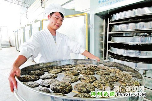 贵州印江茶叶下树率提高40%