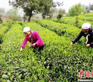 图为贵州实施新《标准》后，茶园进入新一季的春茶采摘。　杨云　摄