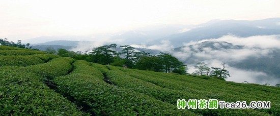 茶叶小知识：台湾高山茶属于什么茶？