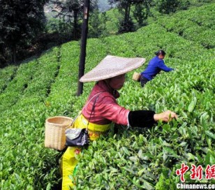 借力农业云平台贵州推出“私人订制”生态茶园