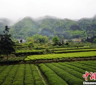 贵州“私人订制”生态茶园吸引北京市民“当茶农”