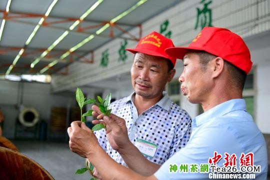 “中国第一产茶县”办安溪铁观音传统制茶技艺赛