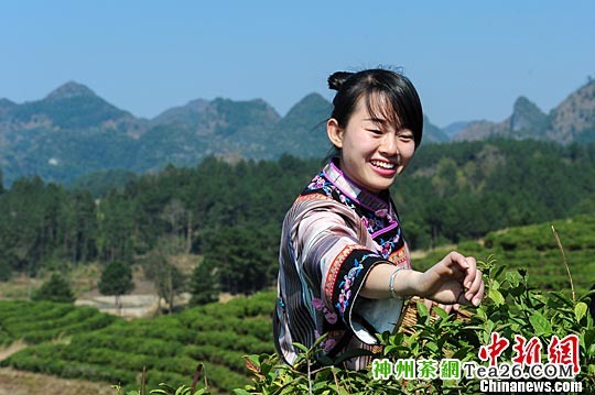 一位身穿布依族服饰的少女在茶园采摘春茶。中新社记者 贺俊怡 摄
