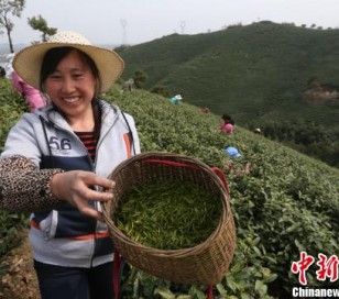 浙江安吉17万亩白茶进入开采期　夏鹏飞　摄