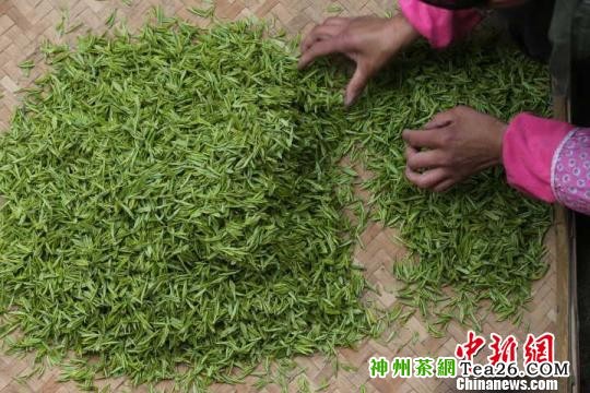 浙江安吉17万亩白茶进入开采期　夏鹏飞　摄