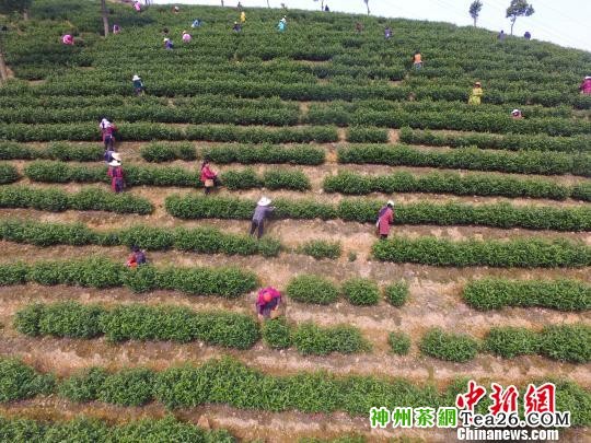 浙江安吉17万亩白茶进入开采期 夏鹏飞 摄