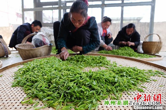 4月4日清明节，茶农精选刚采摘的茶叶。中新社记者 贺俊怡 摄