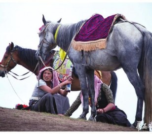 河曲马是一个古老的马种，历史上曾称之为吐谷浑马。 李贵平摄