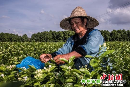 图为茶农正在采摘新鲜的茉莉花苞。　李南轩 摄