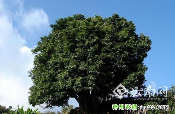 经历千年存活下来的临沧古茶树