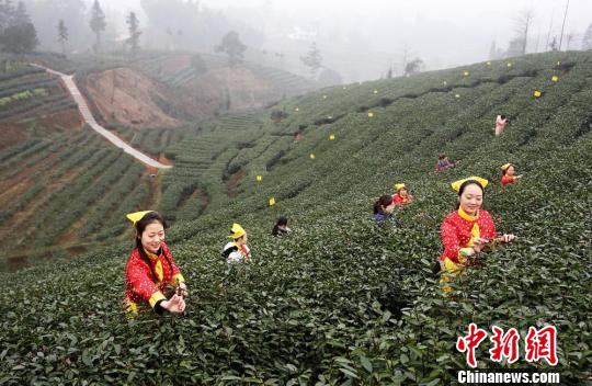茶叶开采季节，为了抢采“第一芽”，茶农会动员家人亲友帮忙。　杨涛　摄