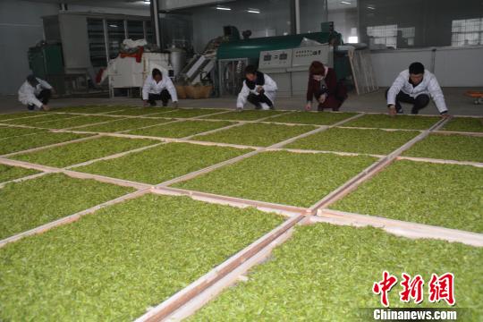 图为茶业专业合作社工作人员在摊晾鲜叶。　张因祥　摄
