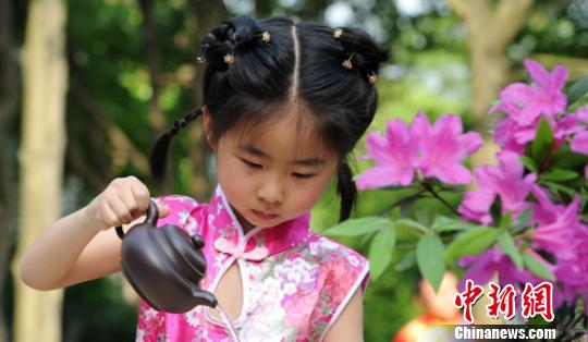 图为往年茶博会期间一名身穿旗袍的小女孩在沏茶 佚名 摄
