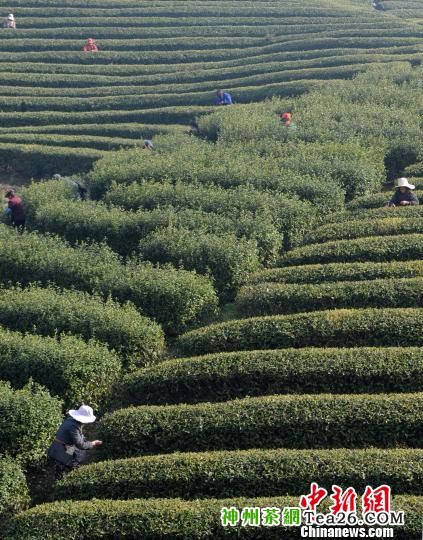 采茶工在江西省庐山北山茶厂种植基地采摘庐山云雾“明前茶”。　胡国林　摄