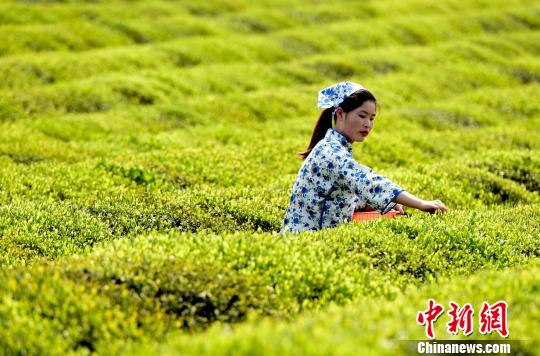 4月15日，茶农赶在谷雨前采制优质茶叶。　胡敦煌　摄