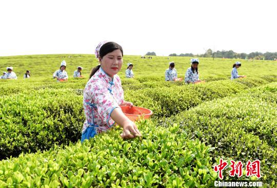 4月15日，江西省德兴市香屯千亩生态茶园迎来忙碌采摘期。　胡敦煌　摄