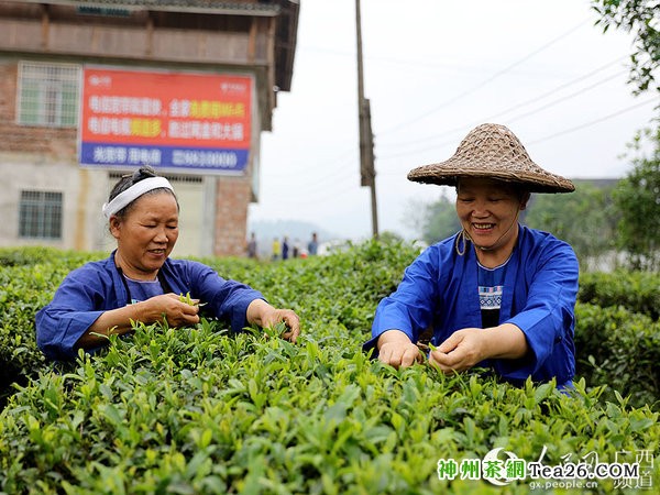 4月20日，茶农在广西三江侗族自治县良口乡和里村的茶园里采摘谷雨茶