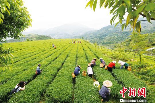 探访福建安溪县：看产茶大县如何保茶业质量安全