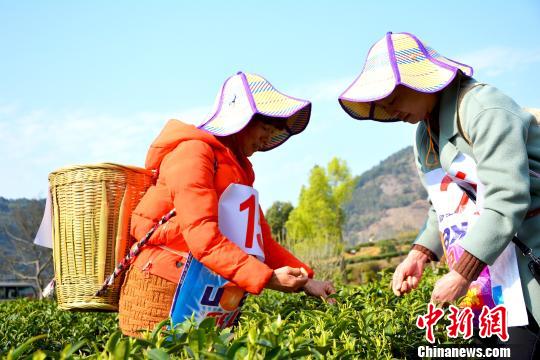 “中国名茶之乡”福建寿宁举办首届采摘技能竞赛