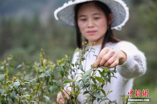 3月1日，余庆县春景村茶农胡国琼在采摘春茶，今年她家种植五亩苦丁茶。小叶苦丁茶是贵州省余庆县特色支柱产业，被誉为“中国小叶苦丁茶之乡”，2017年全县苦丁茶种植面积4.2万亩，产量1260吨，年产值1.13亿元。小叶苦丁茶叶种植已逐渐成为余庆县农民增收的一个有效途径，成为余庆县脱贫攻坚的产业之一。中新社记者 贺俊怡 摄
