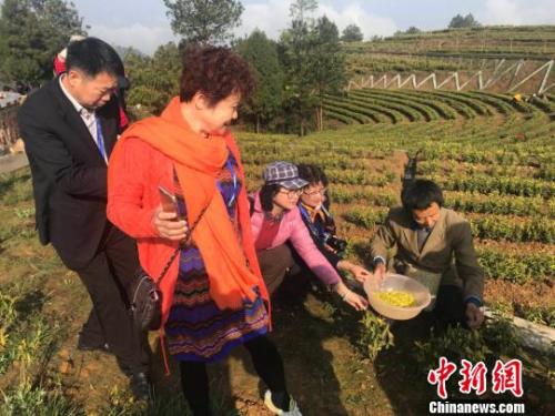 海外华文媒体代表们参观黄茶采摘。　岳依桐 摄