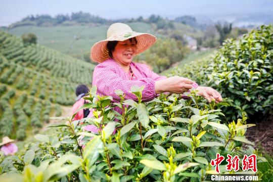 17万亩白茶正式进入采摘期 张卉 摄