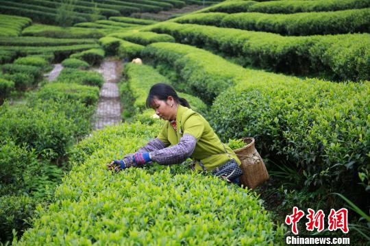 茶农在采摘茶叶。　朱柳融 摄