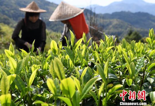 图为福建省福安市坂中畲族乡许洋村的村民正忙着采摘“明前茶”。　张斌　摄