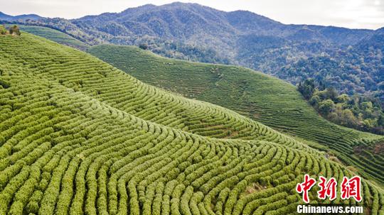 靖安县位于江西省西北部，自古以来当地就有种植白茶的传统。白茶只采茶叶的嫩芽，一年中仅有清明前后20天左右的盛产期。　周金意　摄