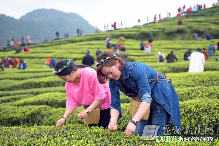 3月31日，游客在宣恩县万寨乡伍家台茶园开园节上体验采茶乐趣。 （记者 王俊 摄）