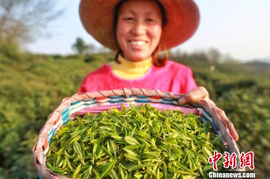 河南信阳茶文化节将启幕以茶为媒毛尖搭桥揽客