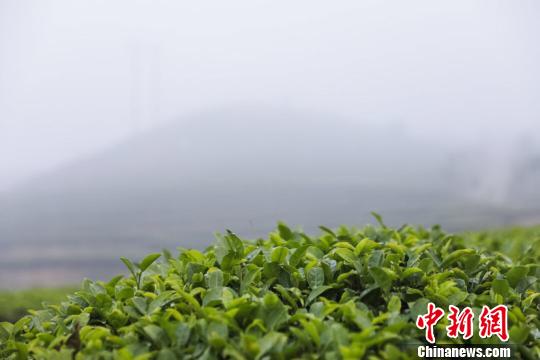 贵州丹寨扶贫茶园。