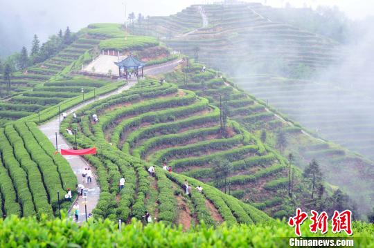茶叶是夷陵区农民和三峡移民的主要收入来源 张国荣 摄