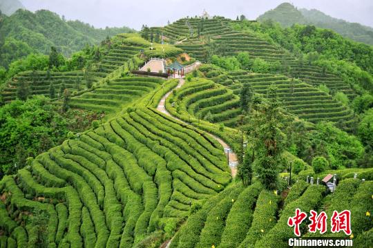 三峡库坝区夷陵打造“中国茶乡”助力乡村振兴