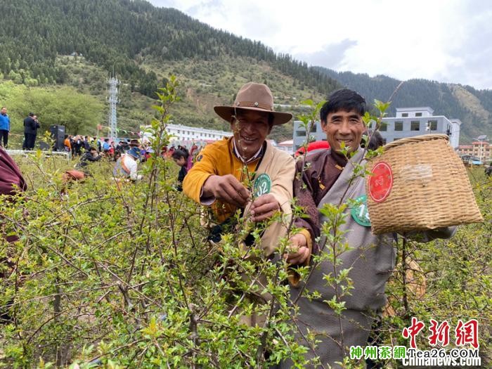青海果洛藏区藏雪茶助力贫困牧民脱贫增收
