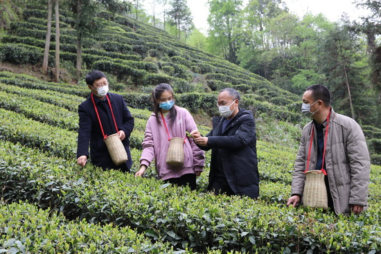 茶乡茶师育人不倦 茶学茶教助力产业