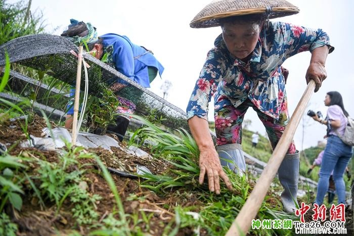 图为6月11日，村民在茶园劳作。 中新社记者 杨华峰 摄
