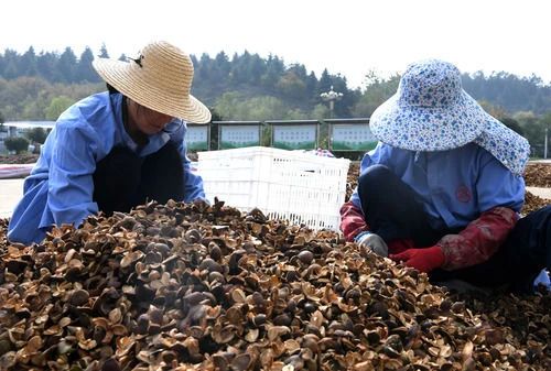△在河南省信阳市光山县一油茶基地，工作人员在分拣油茶果。