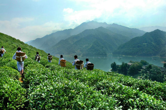 安化县唐溪茶场。资料图