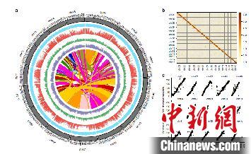 “龙井43”基因组特征和质量评估结果。 中国农科院茶叶所 供图 摄